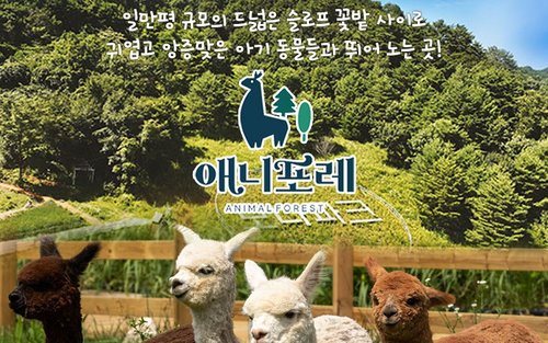 강원 평창 모나용평 애니포레 입장권