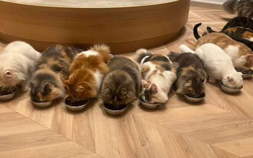 貓咪咖啡廳 MOCHA 天神大名店