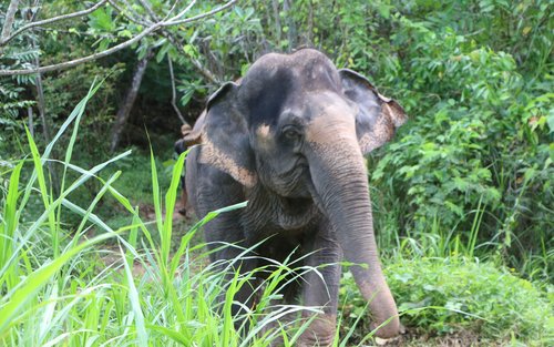 Upplevelsen på Lake Phuket Elephant Home