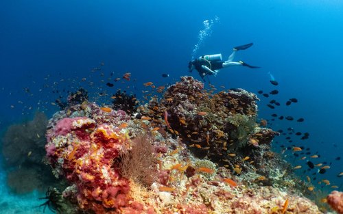 Dive into Baa Atoll's Splendor: Open Water with PADI 5* Dive  Center