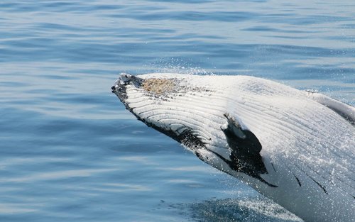 Whale Watching Experience in Augusta