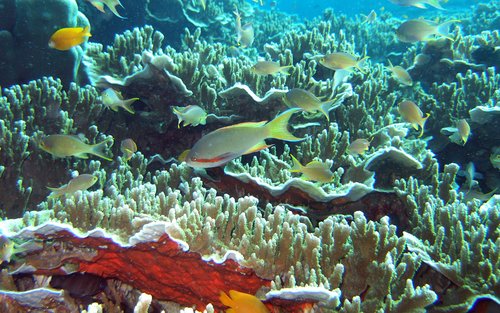 ペスカードア アイランドホッピング プライベート日帰りツアー（セブ / マンダウエ / ラプラプ マクタン島発）