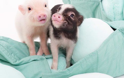 Karanasan sa Micro Pig Cafe sa Nagoya