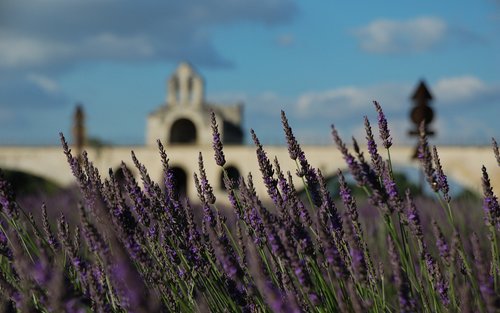 Lavender Half-Day Tour in Luberon from Avignon