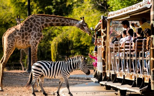 Visite privée d'une demi-journée du jardin de thé Chiang Mai Araksa et du safari nocturne