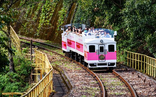 Must-Do from Kyushu Kumamoto | Miyazaki Takachiho Forest Train or Takachiho Shrine + Takachiho Gorge + Mount Aso Crater One Day Tour