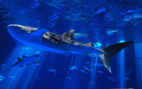 Kagoshima City Aquarium Ticket in Kyushu