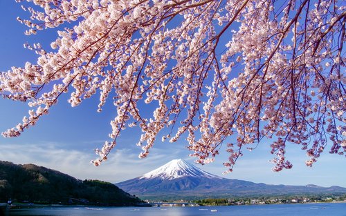 Mount Fuji Private Chartered Day Trip (From Tokyo)