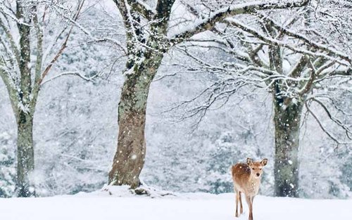 奈良公園＆六甲山雪上樂園一日遊（大阪出發）