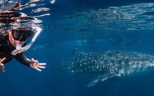 Deluxe Whale Shark Swim in Exmouth