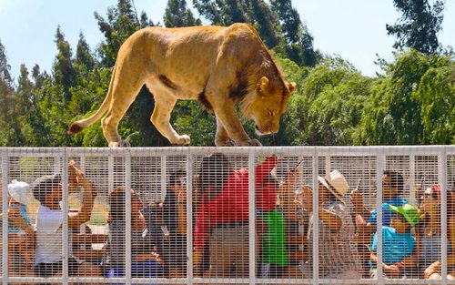 智利野生動物園全日野生動物與探險之旅