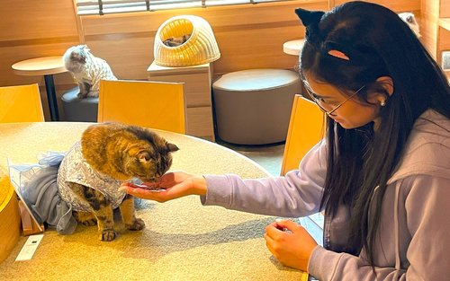 ทัวร์กลางคืนโตเกียว: คาเฟ่แมว, ลาเต้อาร์ต และแมวชินจูกุ
