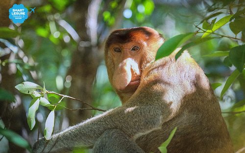 Bako National Park Half-Day Guided Nature Experience