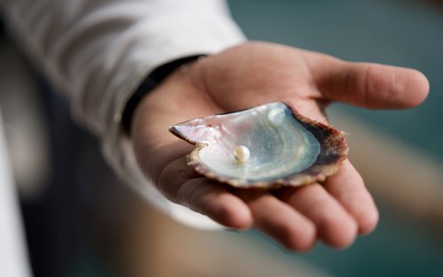 Suwaidi Pearls Farm Ras al-Khaimah