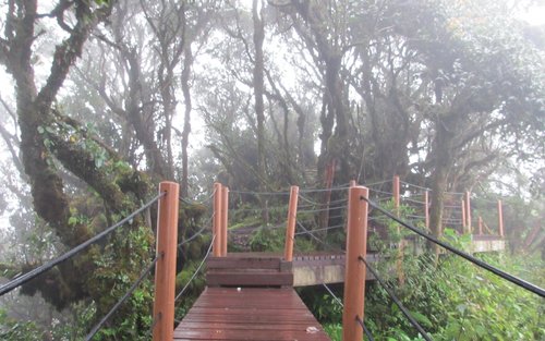 Cameron Highlands Mossy Forest Half Day Tour