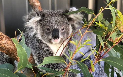 Port Stephens med delfiner, koalaer og sandboarding fra Sydney