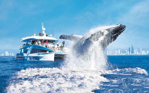 Creuer d'observació de balenes de Sea World