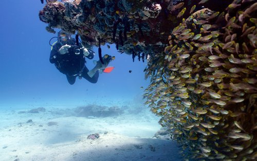 Muiron Islands Snorkelling and Scuba Diving Experience from Exmouth