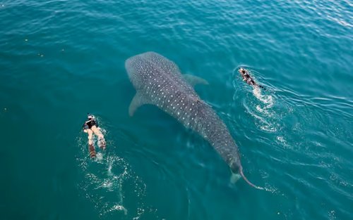 Dhigurah Whale Shark & Manta Ray Guided Snorkeling