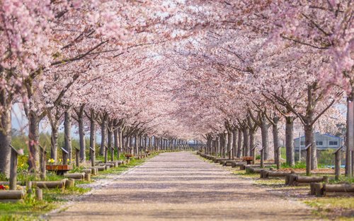 One-day cherry blossom viewing tour of Ono Sakura Corridor, Himeji Castle, Koko-en Garden, and Kobe Mentaiko Park