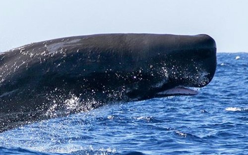 Whale and dolphin watching experience from Ponta Delgada