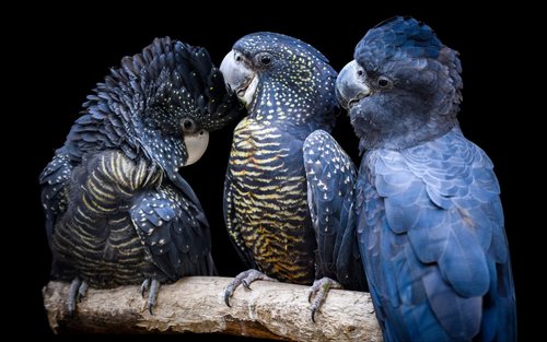 悉尼费瑟戴尔野生动物园门票