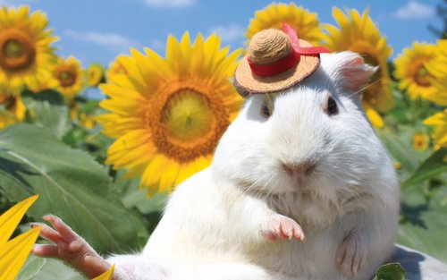 Narita Dream Dairy Farm Ticket