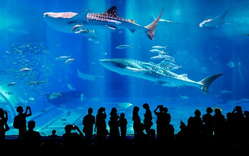 Best things to do in Kouri Island, Japan 2026