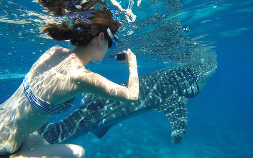 ジンベエザメとのシュノーケリング・スミロン島アイランドホッピングツアー (日本語ガイド付き/セブ市内・マクタンエリア発)