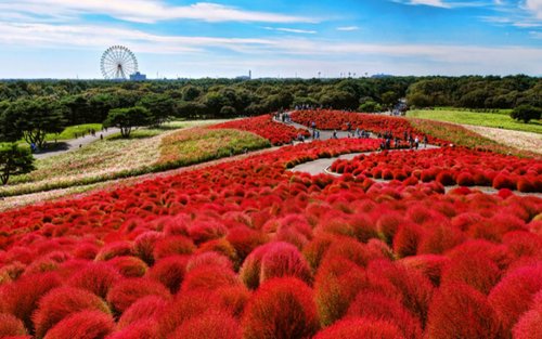 Tokyo Hitachi & Ashikaga Flower Park Dagtour