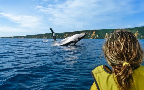 Noosa: Tour Ngắm Cá Voi Hoành Tráng Bằng Thuyền Kayak Đại Dương & Tour Xe 4X4 Bãi Biển