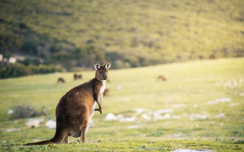 3D2N Kangaroo Island Adventure Tour