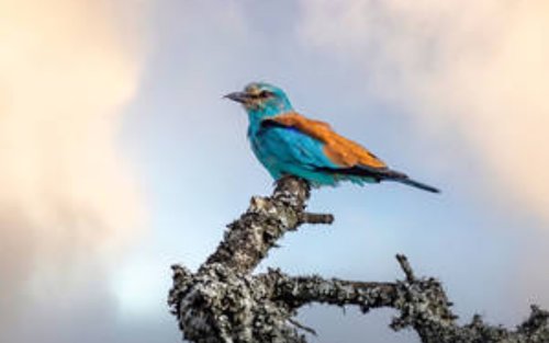 Full Day Guided Big 5 Safari - Lunch Included
