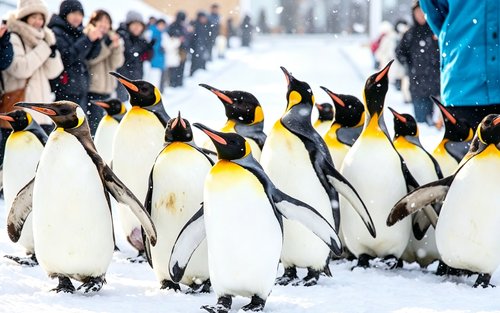 Expérience d'une journée complète au zoo d'Asahiyama et à la terrasse des elfes de la forêt d'Hokkaido