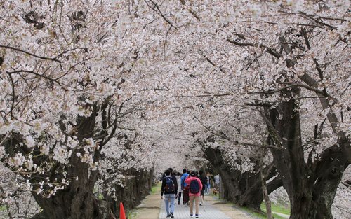 Kyoto Sakura Festival and Uji Matcha Experience 1 Day Bus Tour