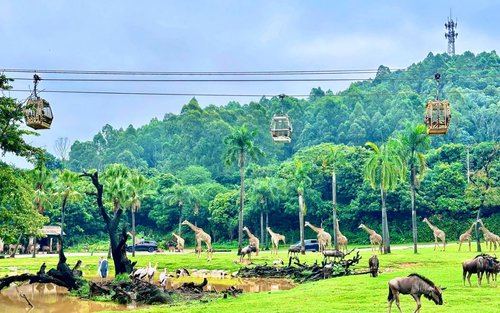 Guangzhou Chimelong Safari Park dagsutflykt | Privat bilupphämtning och avlämning + inträdesbiljett till Safari Park