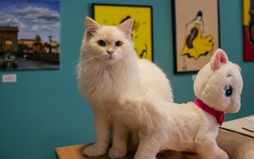 Tiket Cat Museum Budapest