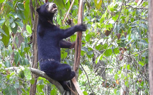 山打根西必洛人猿与马来熊半日导览游