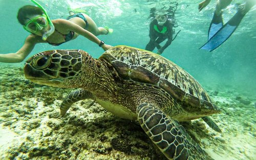 ジンベエザメとモアルボアル(イワシの大群・ウミガメ)シュノーケリングツアー (日本語サポート / ホテル送迎付き)