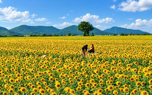 Bangkok Ancient Capitals & Sunflower Fields Day Tour
