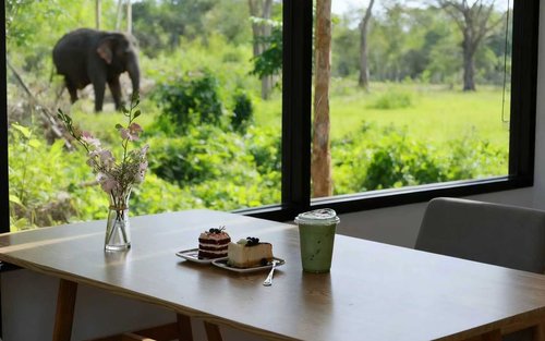 Experiência no Café de Elefantes e Capivaras em Phuket