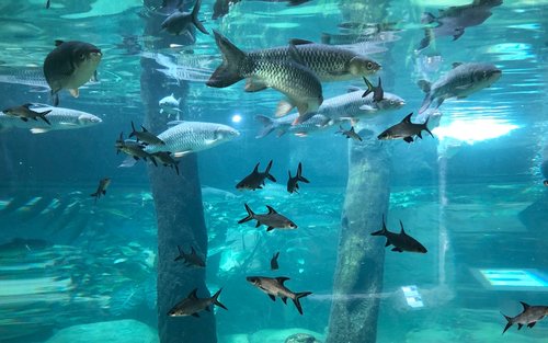 Underwater World Langkawi Ticket