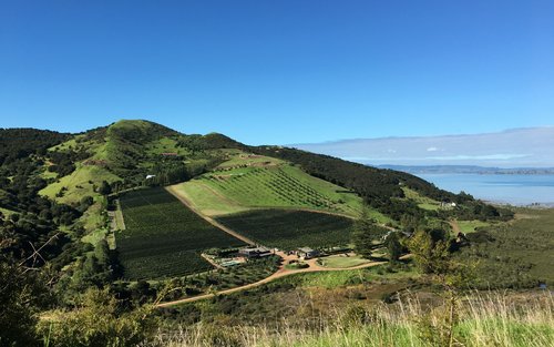 ワイヘキ島 ウォーキングツアー（オークランド発）