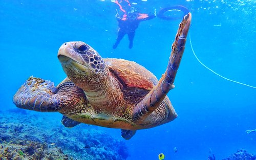 Xiao Liuqiu: Snorkeling Experience with Sea Turtles | Group Discounts Available