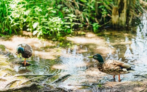 Plitvice Lakes National Park Full-Day Tour from Split