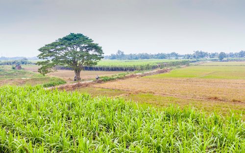 Tour Huế Nửa Ngày Tham Quan Cây "Mắt Biếc" & Đầm Chuồn, Rừng Rú Chá
