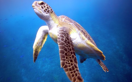 Embarque no Domínio do Mergulho em Perhentian: Mergulhador Avançado com o Centro PADI