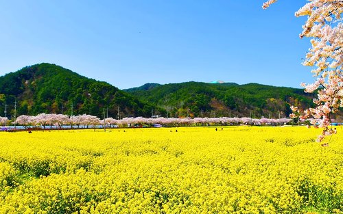 Seoul Mangbang Canola & Rose Park One-Day Flower Viewing Tour