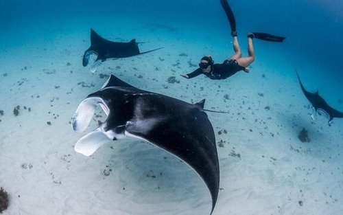 ทัวร์ดำน้ำตื้นที่ Manta Point และเที่ยวชายฝั่งตะวันออกบนเกาะนูซา เปอนีดา