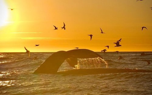 Big whales and puffins boat tour in Husavik